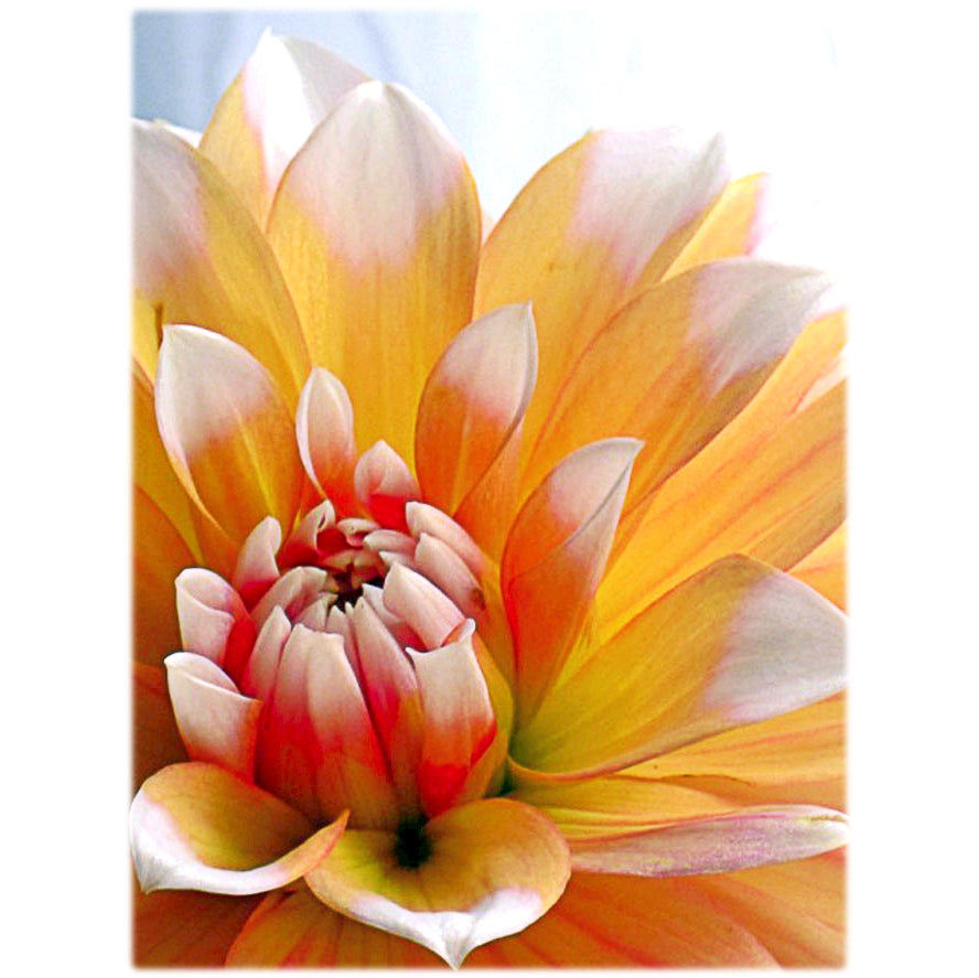 Dahlia Peaches and Cream