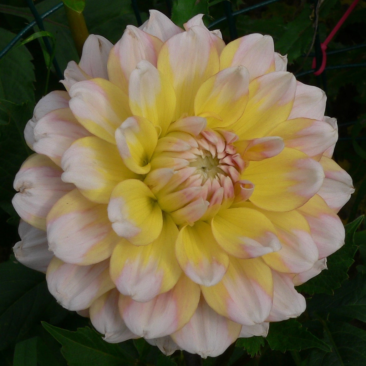 Dahlia Peaches and Cream