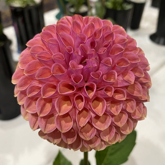 Dahlia Snoho Jo Jo
