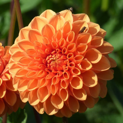 Dahlia Sylvia (Maarn)