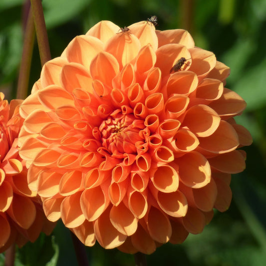 Dahlia Sylvia (Maarn)