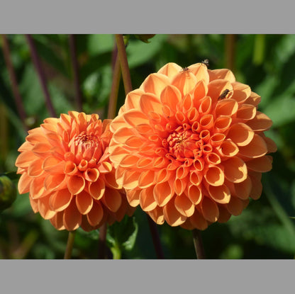 Dahlia Sylvia (Maarn)