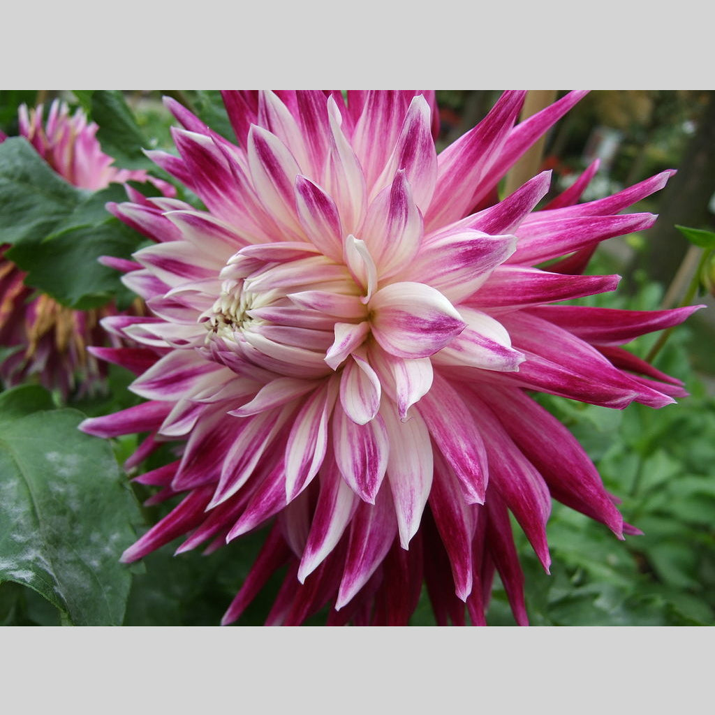 Dahlia Vancouver – Hoodoo Flower Farm