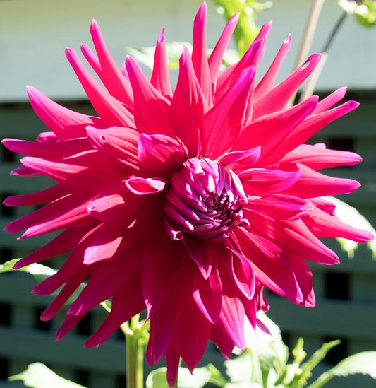 Dahlia Witteman's Best
