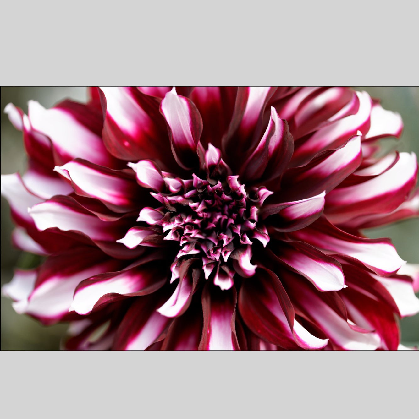 Dahlia Tartan – Hoodoo Flower Farm