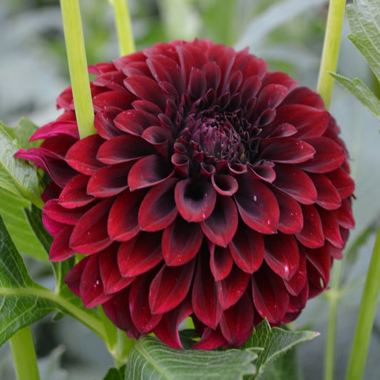 Dahlia Danjo Doc