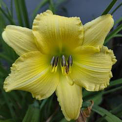 Daylily Big Time Happy