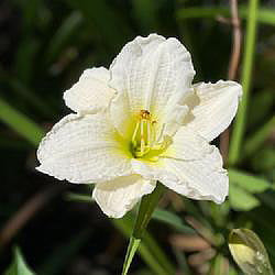 Daylily Gentle Shepherd