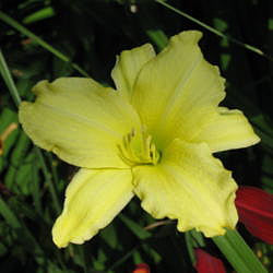 Daylily Happy Returns