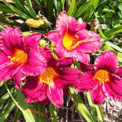 Daylily Little Business