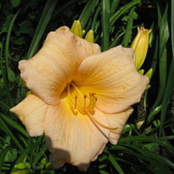 Daylily Mini Pearl – Hoodoo Flower Farm