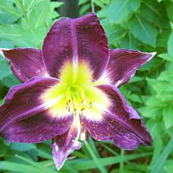 Daylily Night Beacon