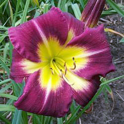 Daylily Night Beacon