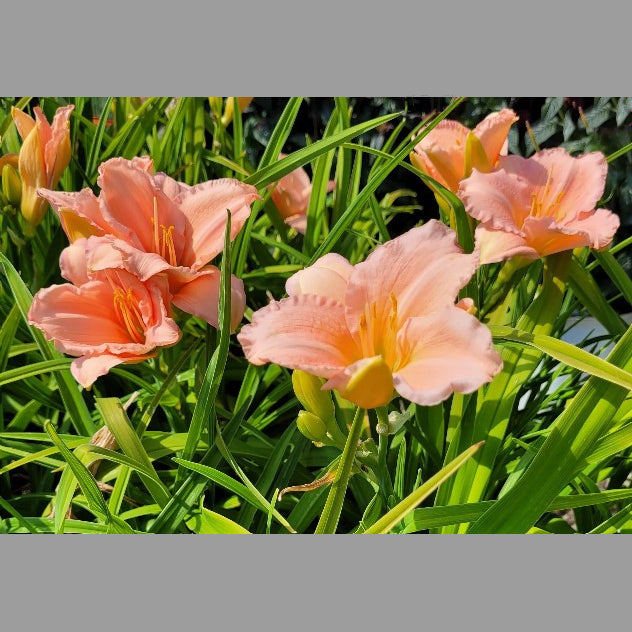 Daylily On And On