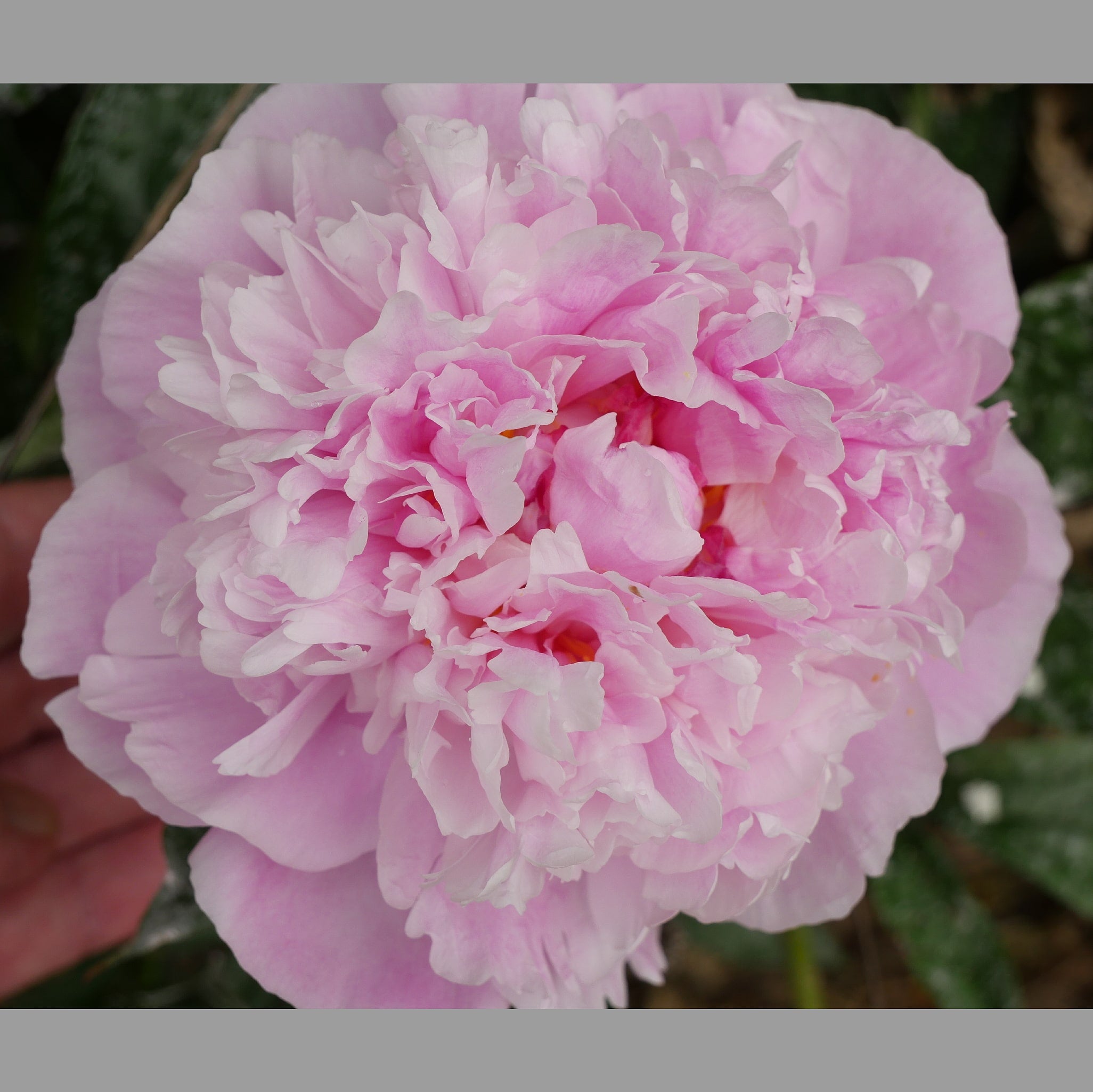 Peony Dr Alexander Fleming – Hoodoo Flower Farm