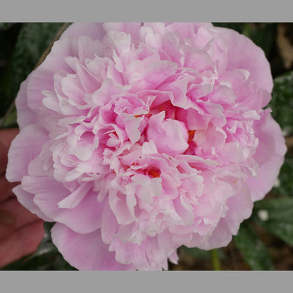 Peony Dr Alexander Fleming