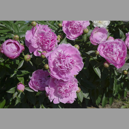 Peony Dr Alexander Fleming