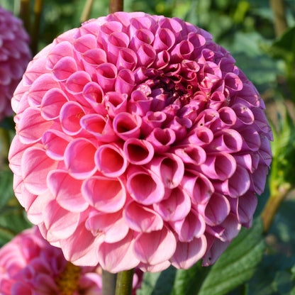 Dahlia Ferncliff Rusty