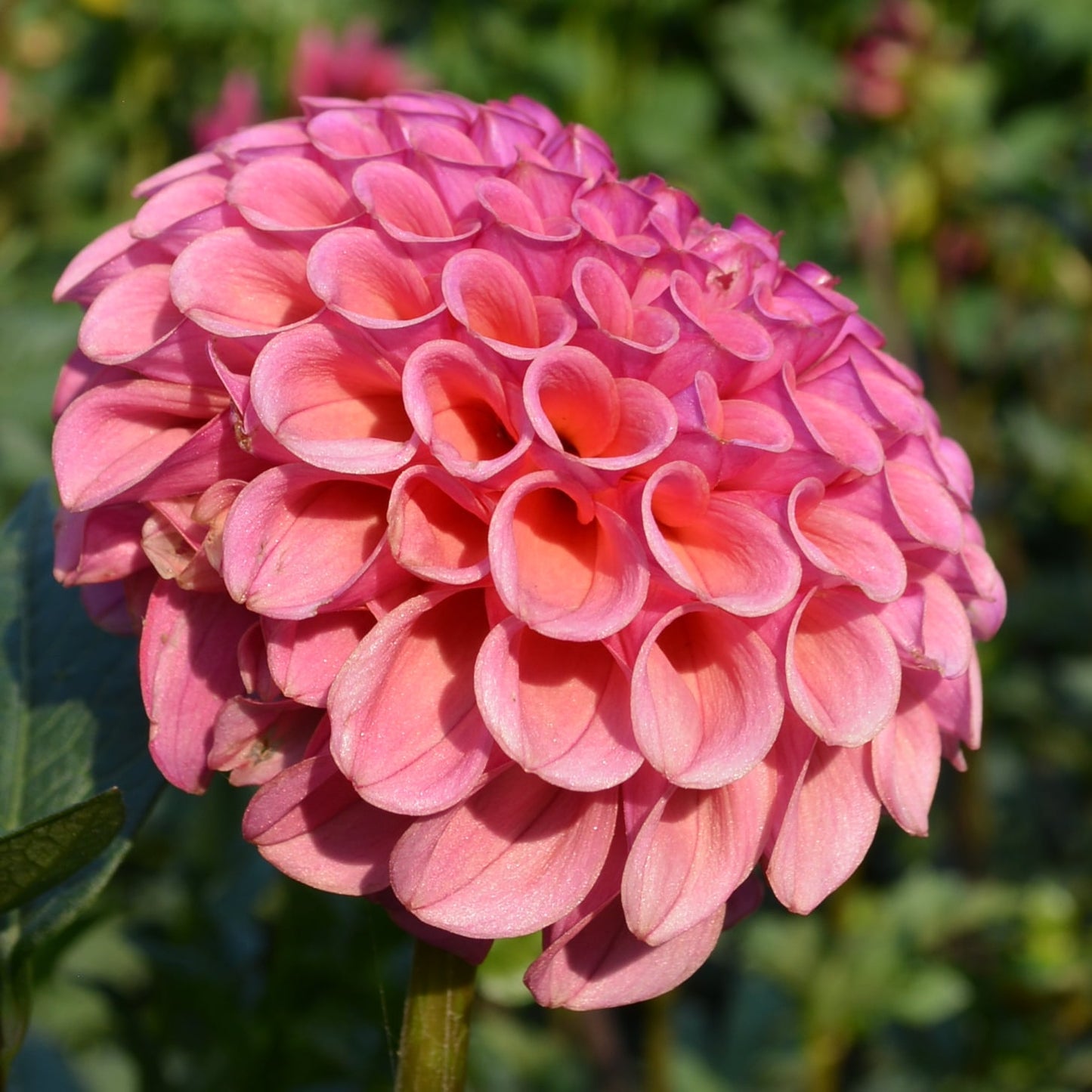 Dahlia Ferncliff Rusty