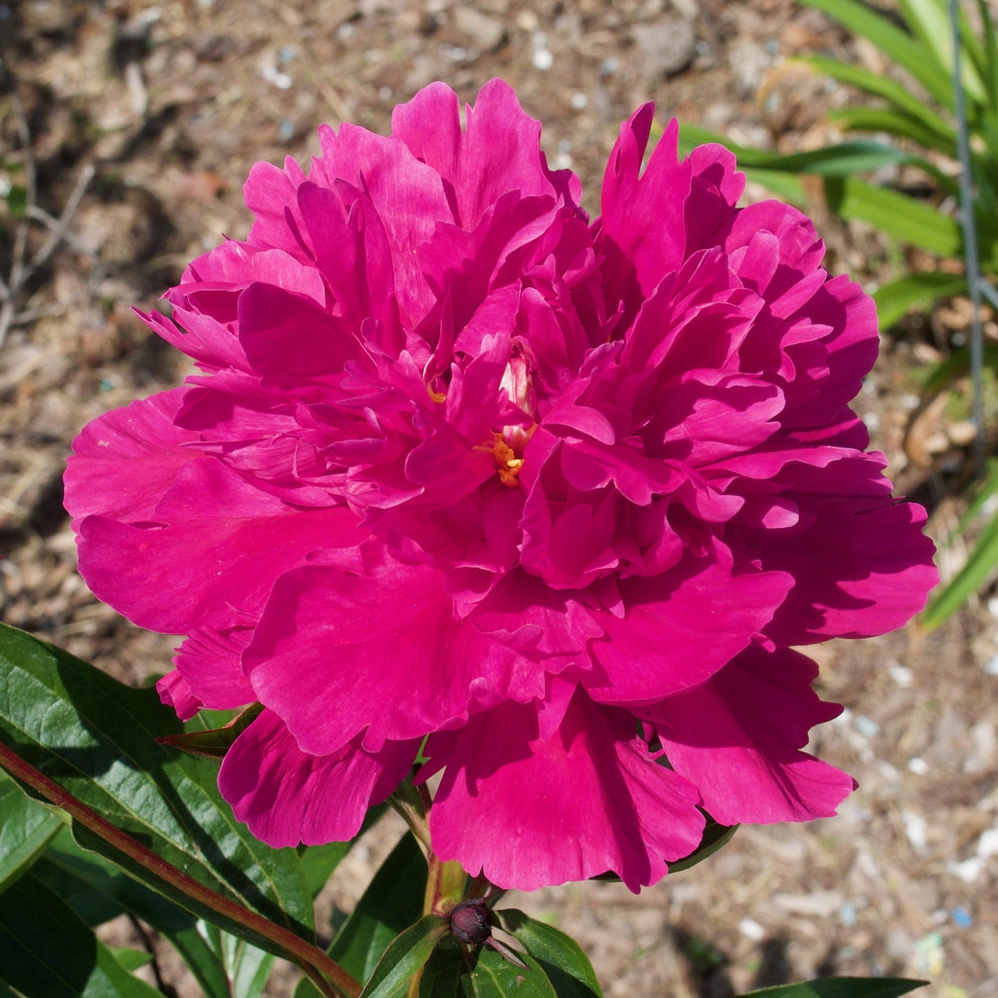 Peony Felix Crousse