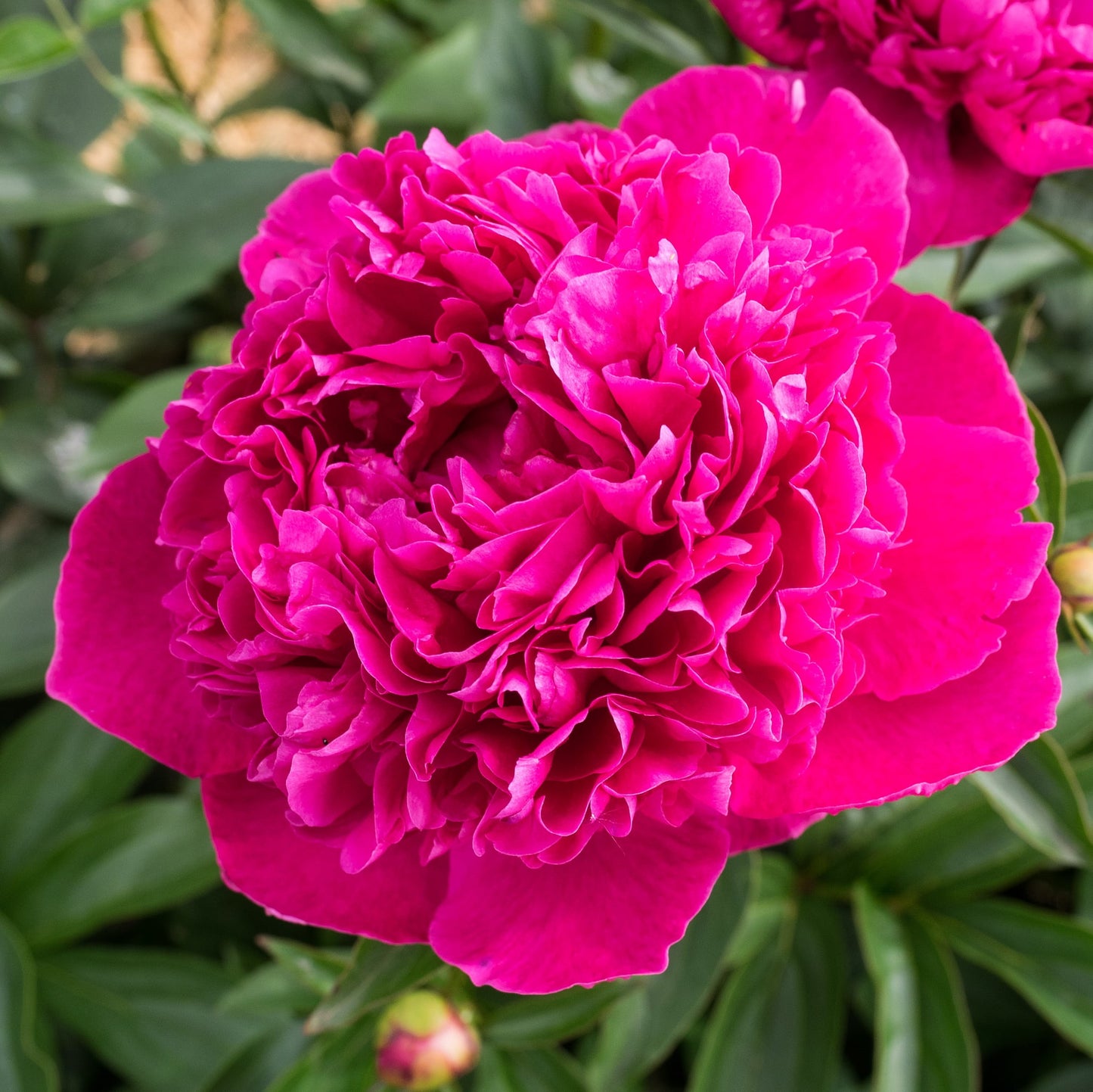 Peony Felix Crousse