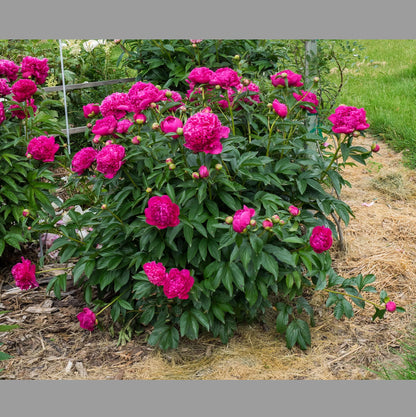 Peony Felix Crousse