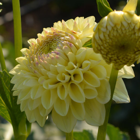 Dahlia Ferncliff Bliss