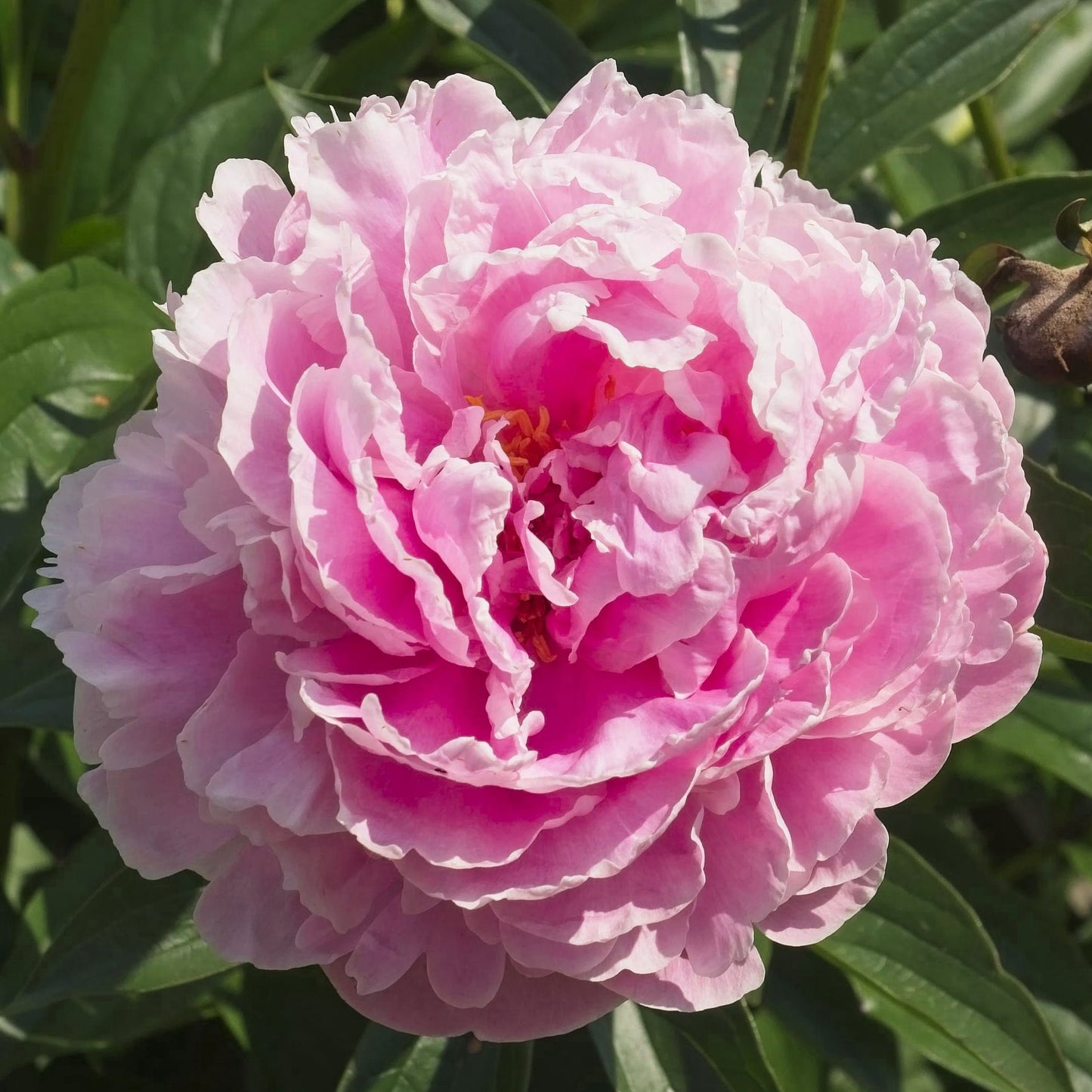 Peony Sarah Bernhardt