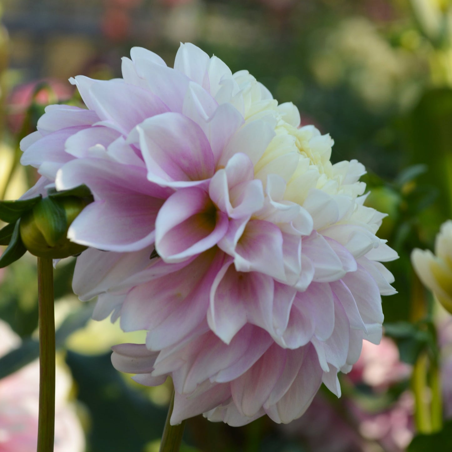Dahlia Fluffles
