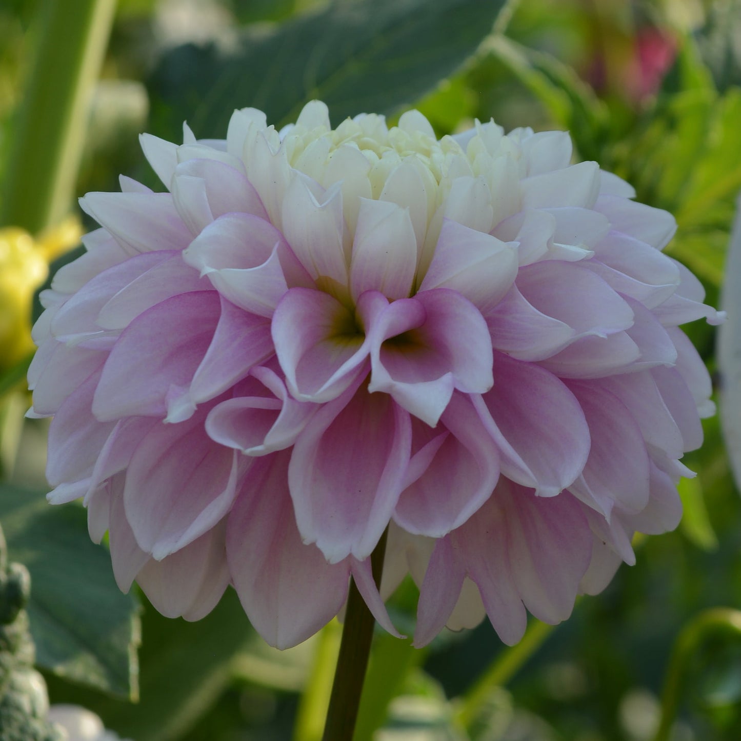 Dahlia Fluffles