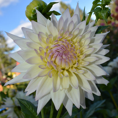 Dahlia GG's Sandra Lea