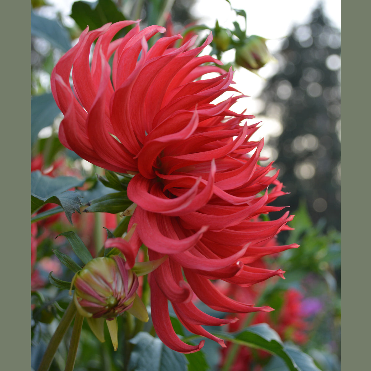 Dahlia Gandalf's Victory