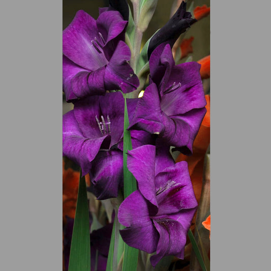 Gladiolus Donau