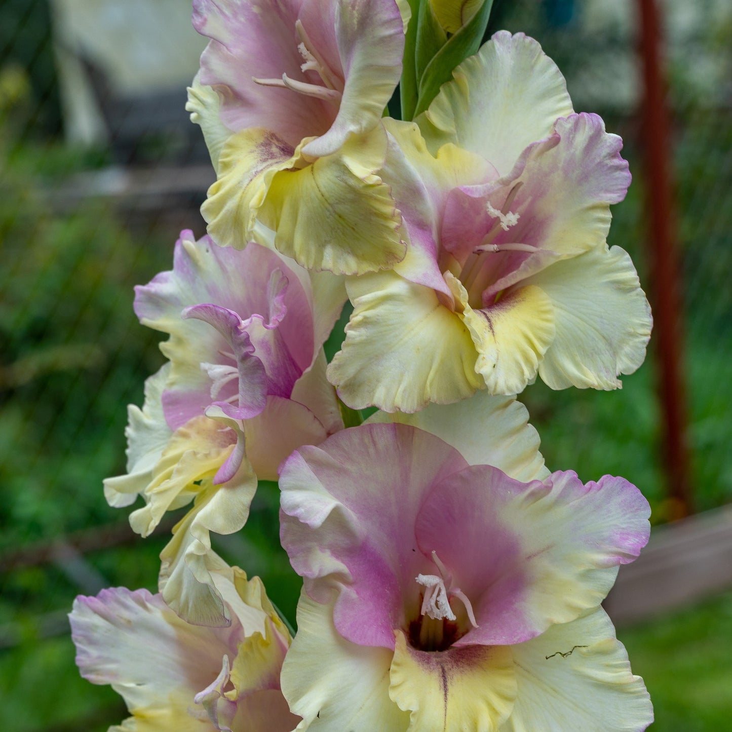 Gladiolus Mon Amour