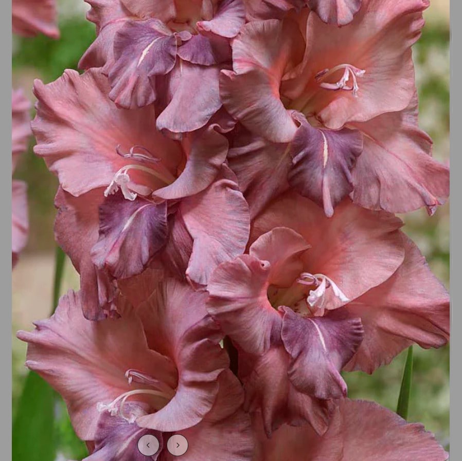 Gladiolus Rusty Chestnut