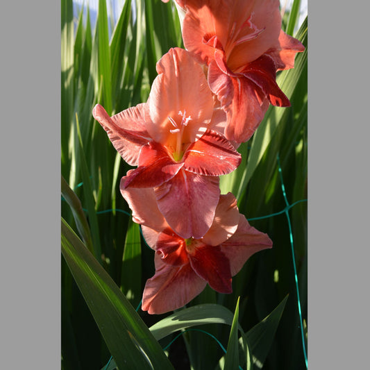 Gladiolus Soul