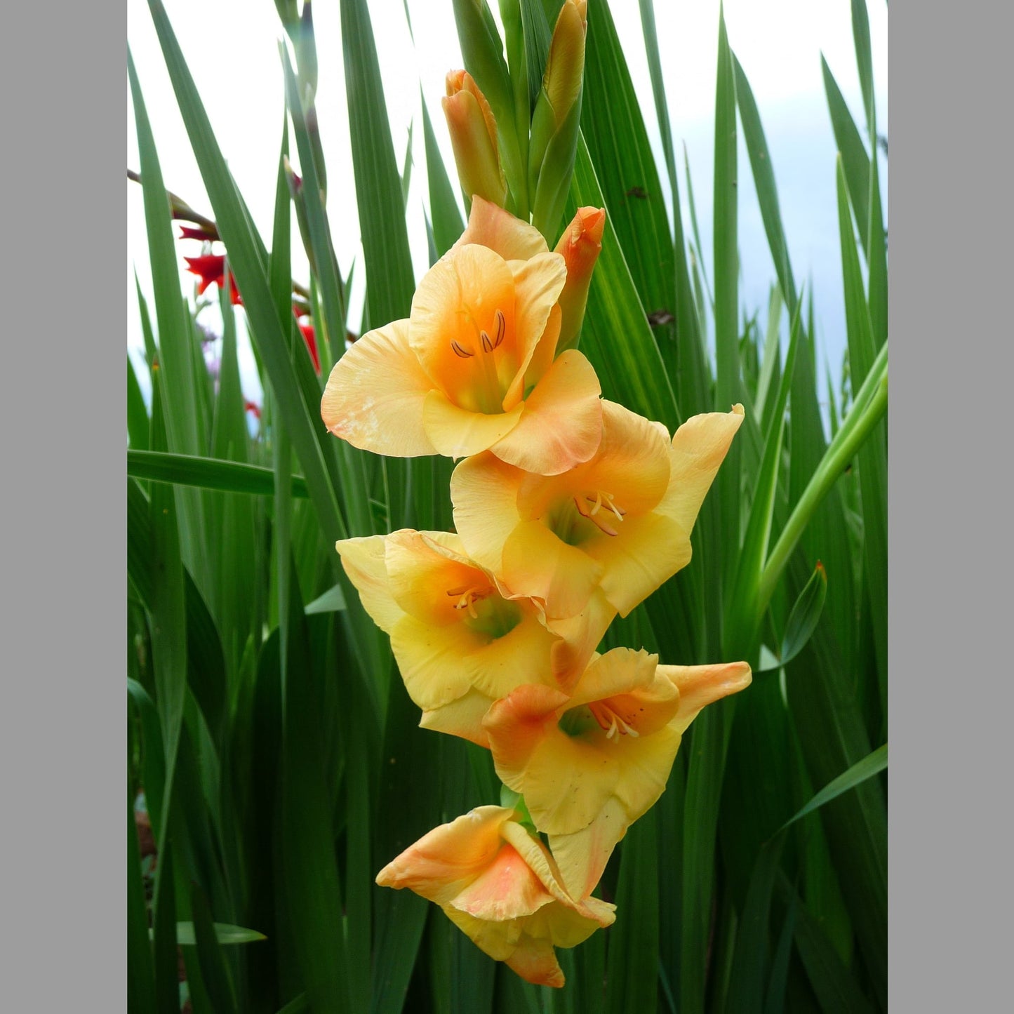 Gladiolus Sunglow