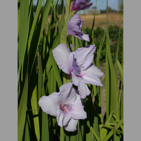 Gladiolus Blue Tropic