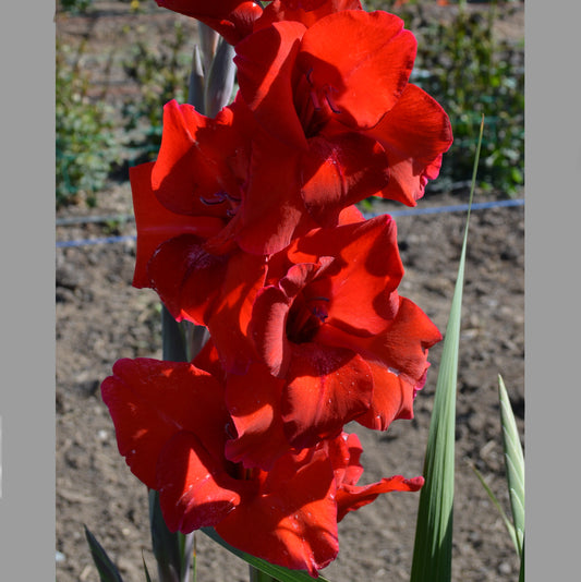 Gladiolus Roma