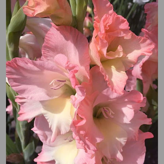 Gladiolus Careless