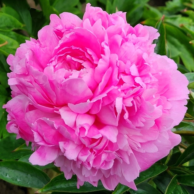 Peony Grace Batson – Hoodoo Flower Farm