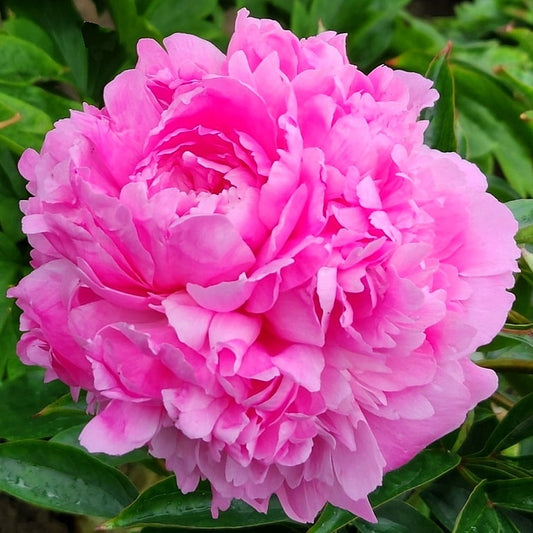 Peony Grace Batson