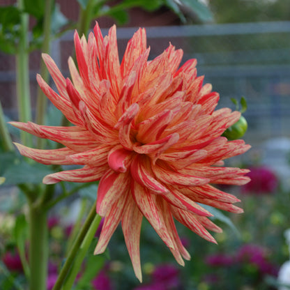 Dahlia Hollyhill Dragonfire