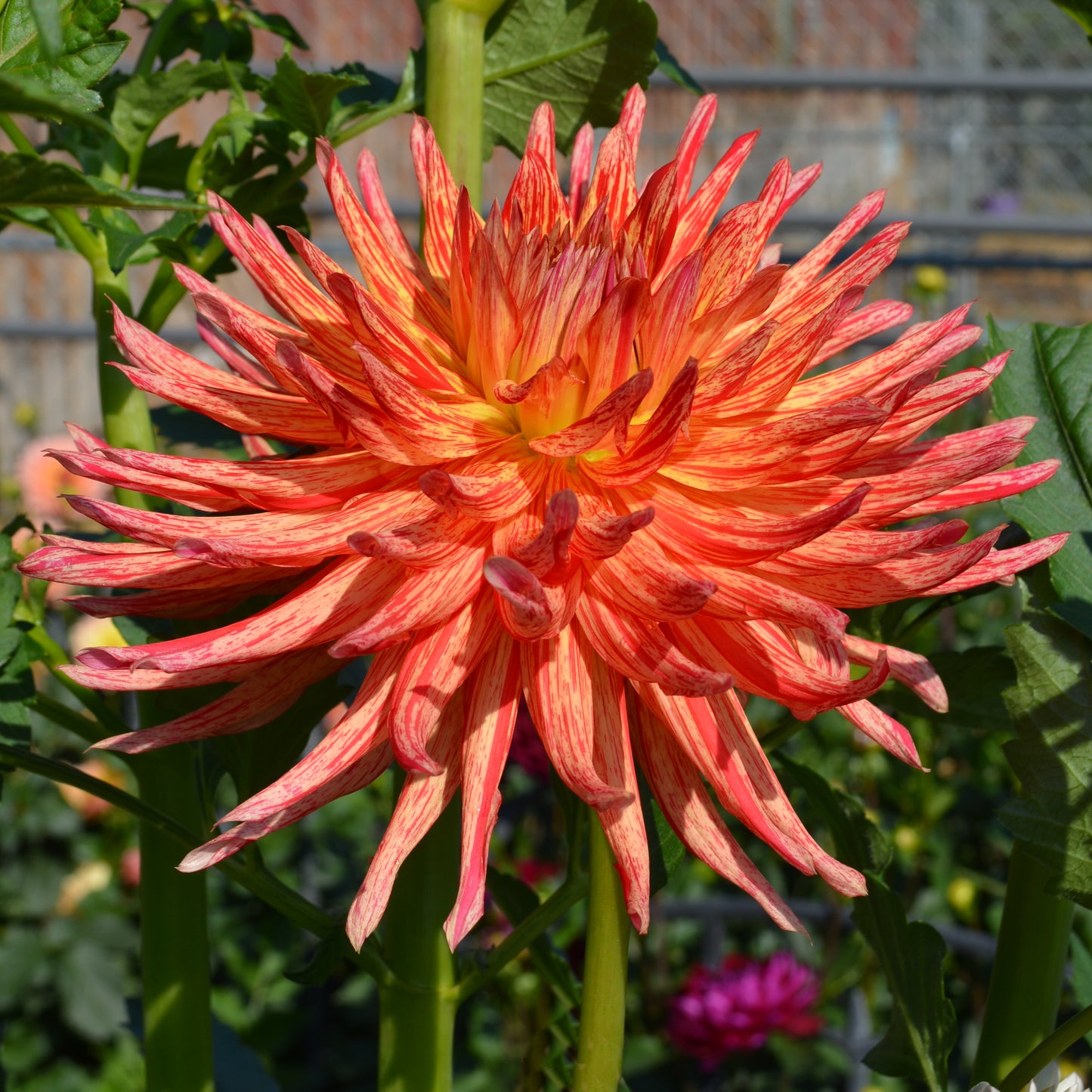 Dahlia Hollyhill Dragonfire