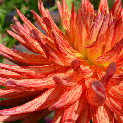 Dahlia Hollyhill Dragonfire