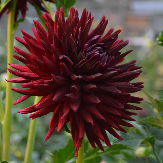 Dahlia Hollyhill Maleficent