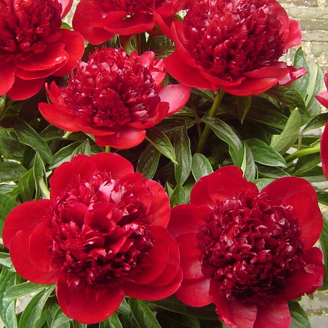 Peony Red Charm