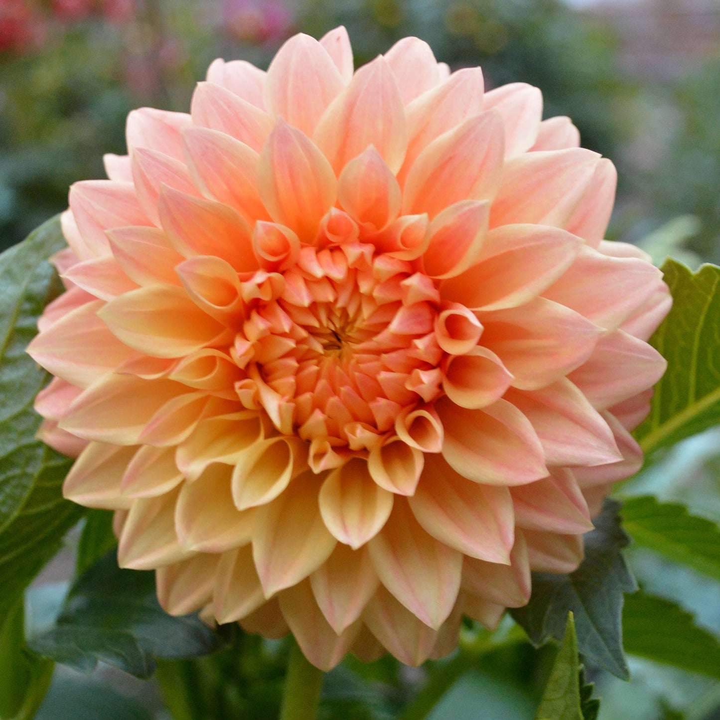 Dahlia Hamilton Lillian