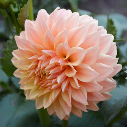 Dahlia Hamilton Lillian