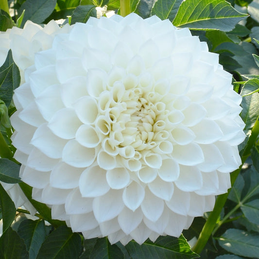 Dahlia Hillcrest Amour